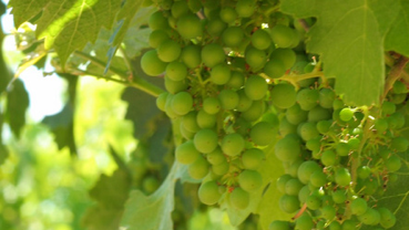 toboni-vineyards-grapes1